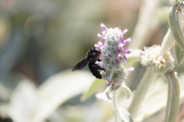 Xylocopa ihlali, menekşe marangoz arı uçuşu