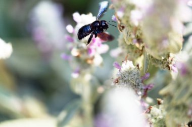 Xylocopa ihlali, menekşe marangoz arı uçuşu