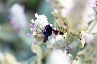 Xylocopa ihlali, menekşe marangoz arı uçuşu