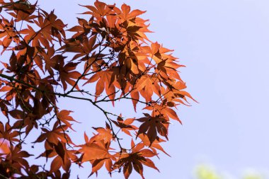 Mavi arkaplanda kırmızı sonbahar ağacı yaprakları