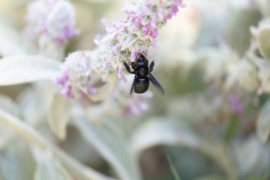 Xylocopa ihlali, menekşe marangoz arı uçuşu