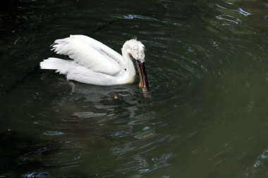 Dalmaçyalı pelikan (Pelecanus crispus)