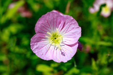 Gösterişli Pembe Akşam Çuha Çiçeği