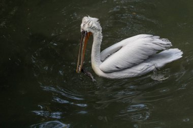 Dalmaçyalı pelikan (Pelecanus crispus)