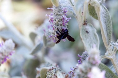 Xylocopa ihlali, menekşe marangoz arı uçuşu