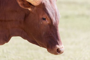 Bos taurus africanus, Ankole-Watusi, uzun boynuzlu boğa.