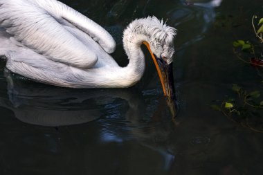 Dalmaçyalı pelikan (Pelecanus crispus)