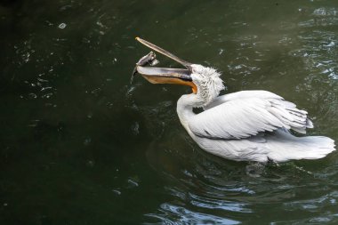 Dalmaçyalı pelikan (Pelecanus crispus)