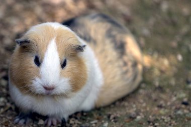 Gine domuzu, Cavia Porcellus, evcil mağara
