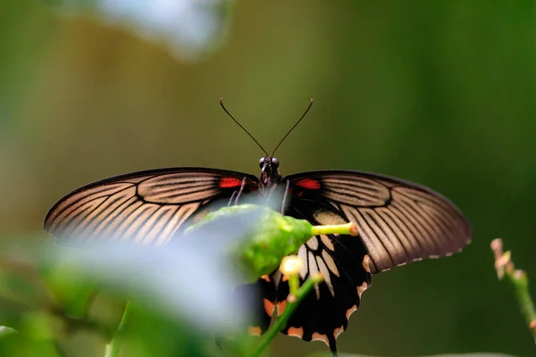 Μακροσκοπική Άποψη Της Γιγαντιαίας Πεταλούδας — Φωτογραφία Αρχείου