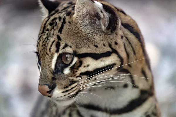 Portrét Ocelota Těhotné Ocelotky — Stock fotografie