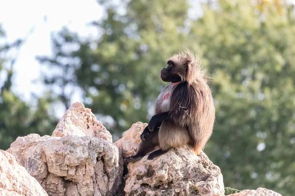 Male Gelada Dry Season Rock Looking Bleeding Heart Monkey — Stock Photo, Image