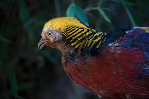 Primer Plano Faisán Dorado Faisán Chino Chrysolophus Pictus Pájaro — Foto de Stock