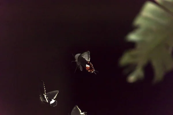 黒を背景に優雅な蝶が飛び立ち — ストック写真