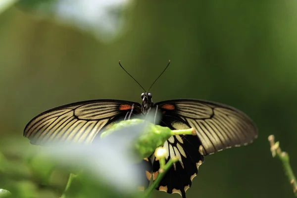 Macro Vista Mariposa Gigante — Foto de Stock