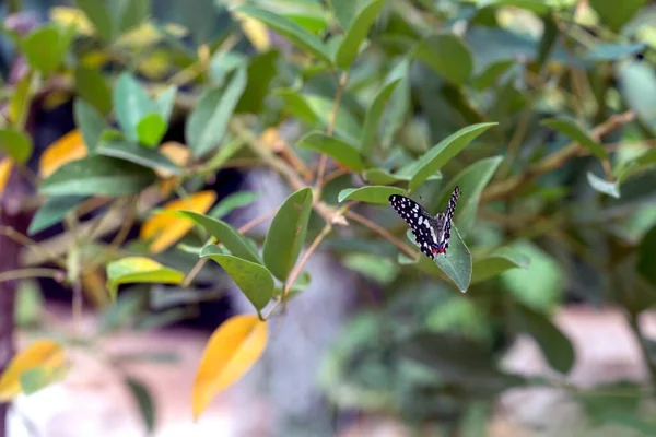 Borboleta Close Vista — Fotografia de Stock