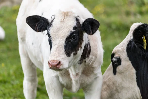 Cows Graze Hills — Stock Photo, Image