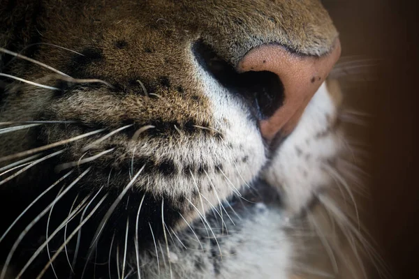 Tigre Siberiano Panthera Tigris Tigris Também Chamado Tigre Amur Rugido — Fotografia de Stock