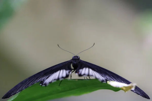 Papilio Memnon Grande Mórmon Uma Borboleta Nativa Sul Ásia Que — Fotografia de Stock