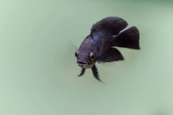 Oscar Astronotus Ocellatus Oscar Fish Swimming Fresh Water — Stock Photo, Image