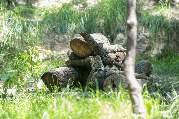 Ocelot Kattunge Gräset — Stockfoto