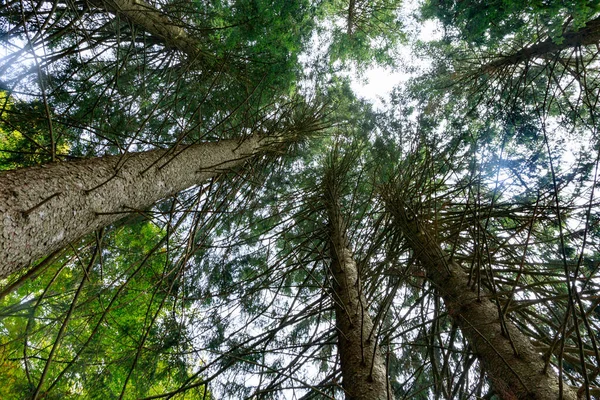 Yoğun orman ve aşağıdan görünen ağaçlar