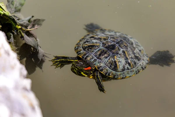 kırmızı kulaklı kaydırıcı (Trachemys betiği elegans)