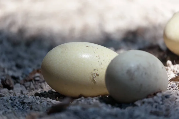 Huevos Grandes Ñandú Naturaleza — Foto de Stock