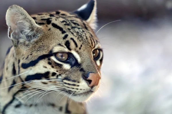 Portrét Ocelota Těhotné Ocelotky — Stock fotografie