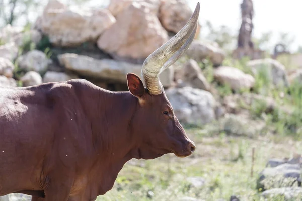 Bos Taurus Africanus Ankole Watusi Bull Long Horns — Stock Photo, Image