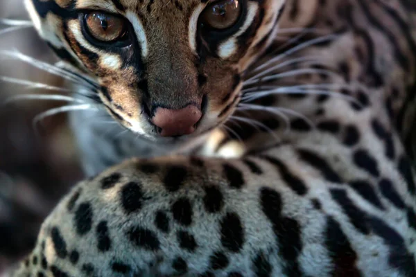 Portrait Ocelot Femelle Ocelot Enceinte — Photo