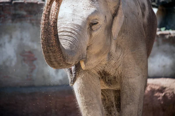 Retrato Elefante Elefante Asiático Elephas Maximus — Foto de Stock