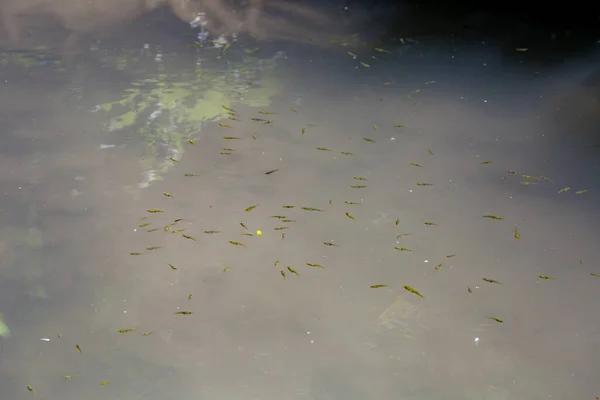 Peixes Aquário Vista Perto — Fotografia de Stock