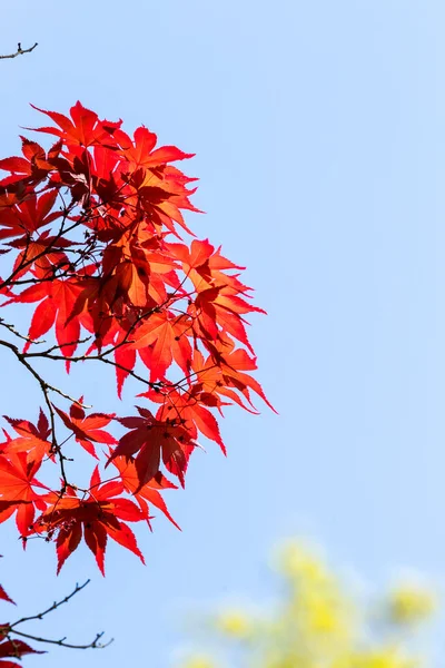 Folhas Árvore Outono Vermelho Fundo Azul — Fotografia de Stock