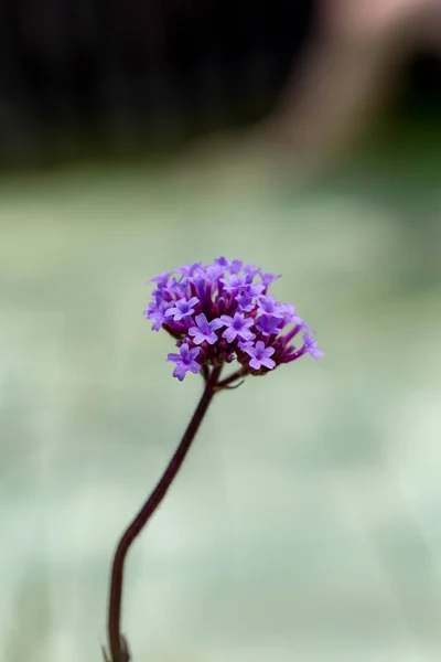 Verbena Bonariensis Bonita Verbana —  Fotos de Stock