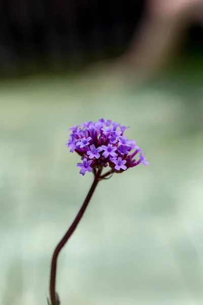 ベルベナ ボナリエンシス Verbena Bonariensis — ストック写真