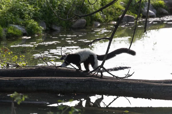 Den Svartvita Ruffade Lemur Lemur Körs Stammen Nära Vattnet Varecia — Stockfoto