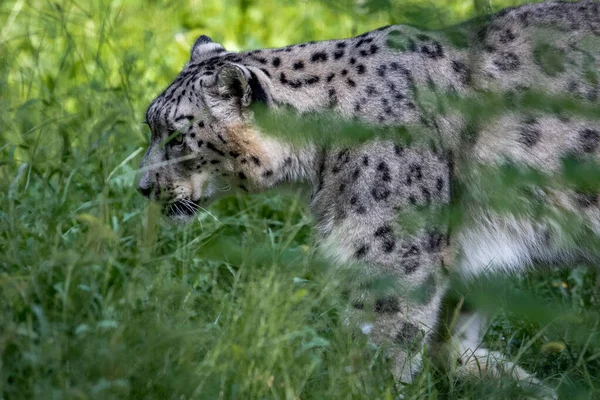 Lampart Śnieżny Panthera Uncia Leżący Wysokiej Trawie — Zdjęcie stockowe