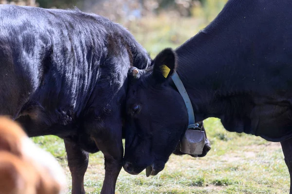 Cows Green Grass — Stock Photo, Image