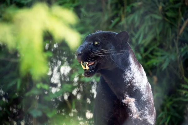Porträt Eines Schwarzen Panthers — Stockfoto