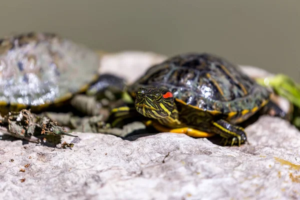 kırmızı kulaklı kaydırıcı (Trachemys betiği elegans)