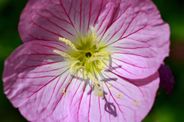 Showy Pink Evening Primrose — Stock Photo, Image