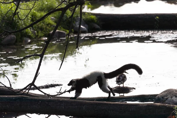 Den Svartvita Ruffade Lemur Lemur Körs Stammen Nära Vattnet Varecia — Stockfoto