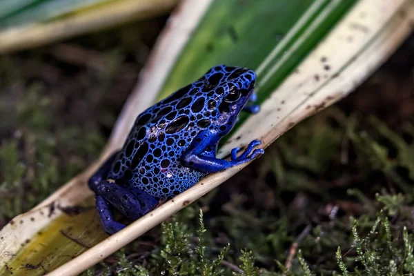 Grenouille Venimeuse Grenouille Bleue Milieu Tropical — Photo