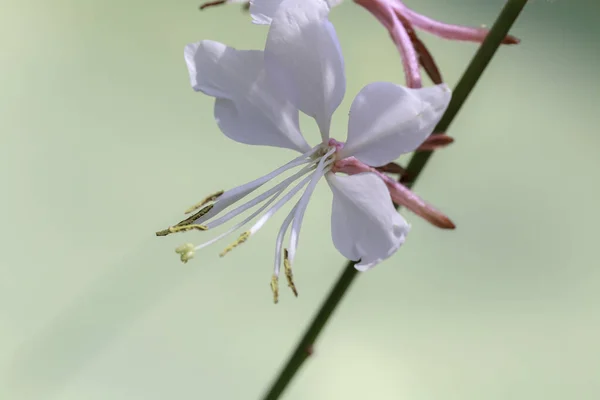 Gaura Coccinea Known Several Common Names Including Scarlet Beeblossom Scarlet — Stock Photo, Image