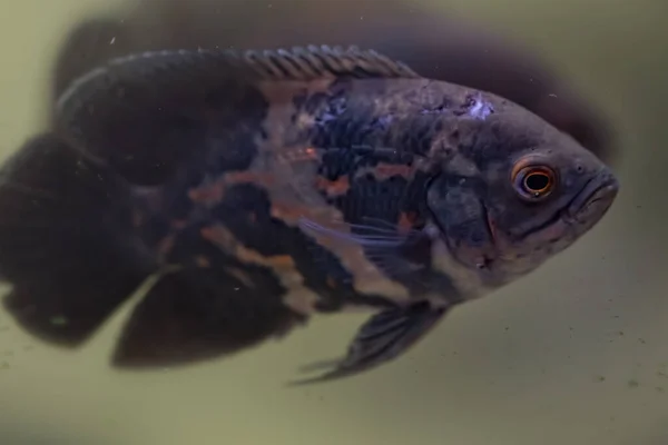 Oscar Astronotus Ocellatus Pez Oscar Nadando Agua Dulce —  Fotos de Stock