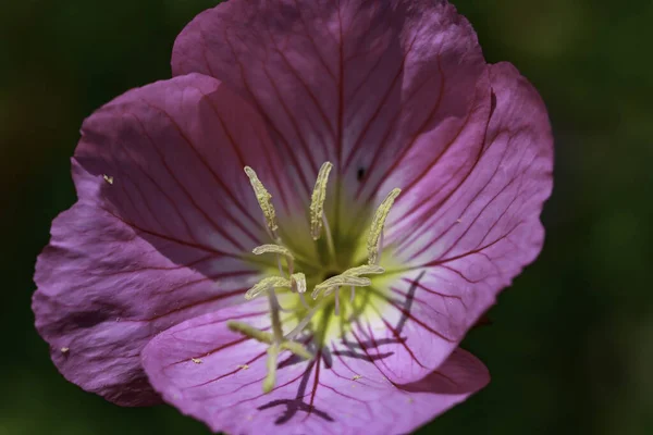 Showy Pink Evening Primrose — Stock Photo, Image