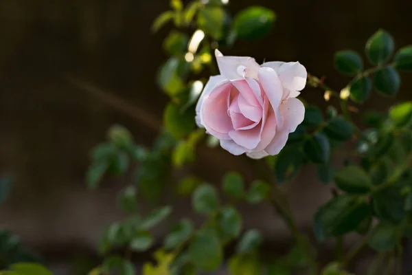 Różowy Róża Zbliżenie Widok — Zdjęcie stockowe