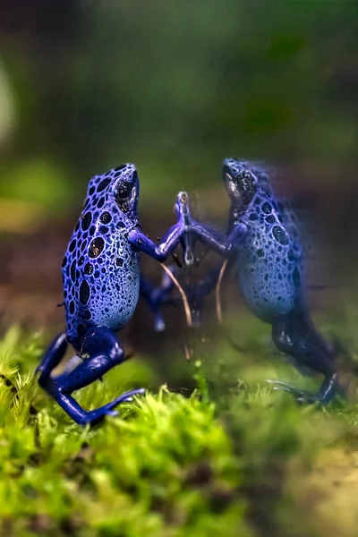 poisonous frog, blue frog in tropical environment
