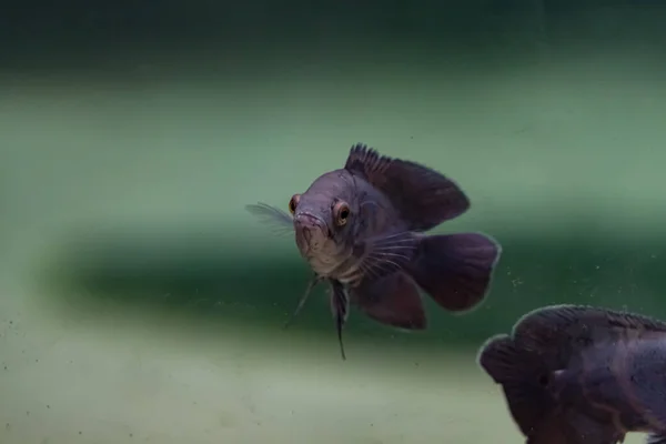 Der Oscar Fisch Astronotus Ocellatus Schwimmt Süßwasser — Stockfoto